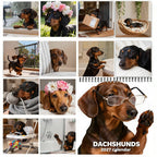 🐶 Dachshunds With Glasses 2027 Wall Calendar – 12 Months of Adorable Dachshunds & Playful Stylish Moments